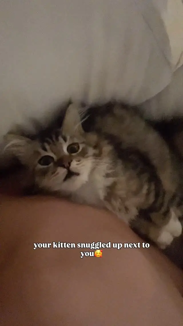 Instagram post preview 2 from misterrpuss