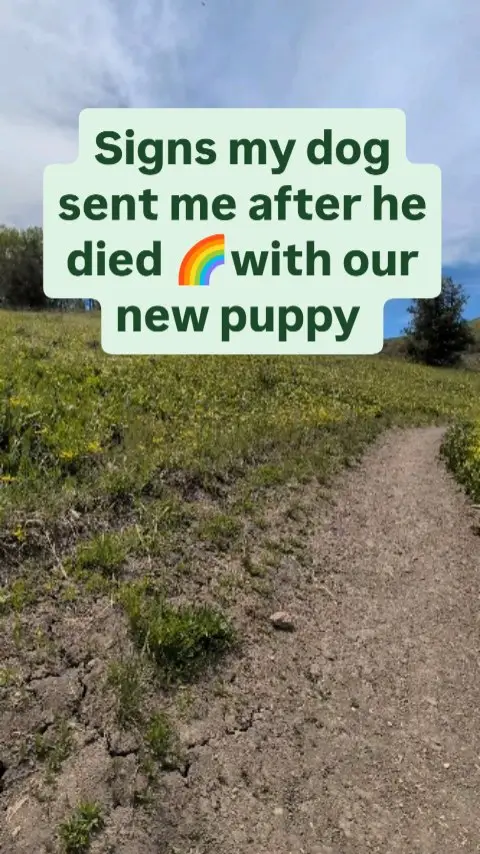 Instagram post preview 3 from the_golden_bunch_