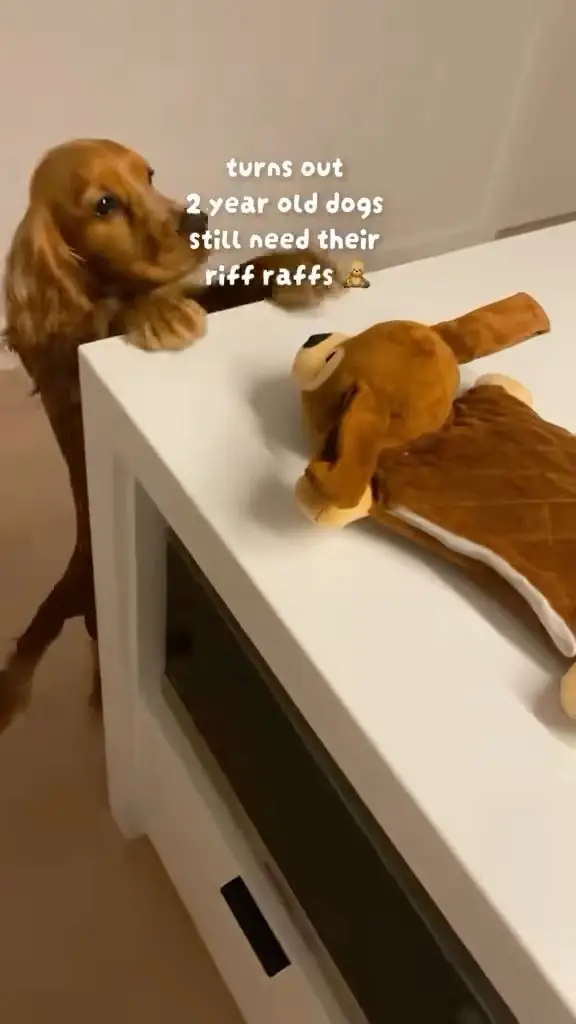 Instagram post preview 2 from sunnythecocker_