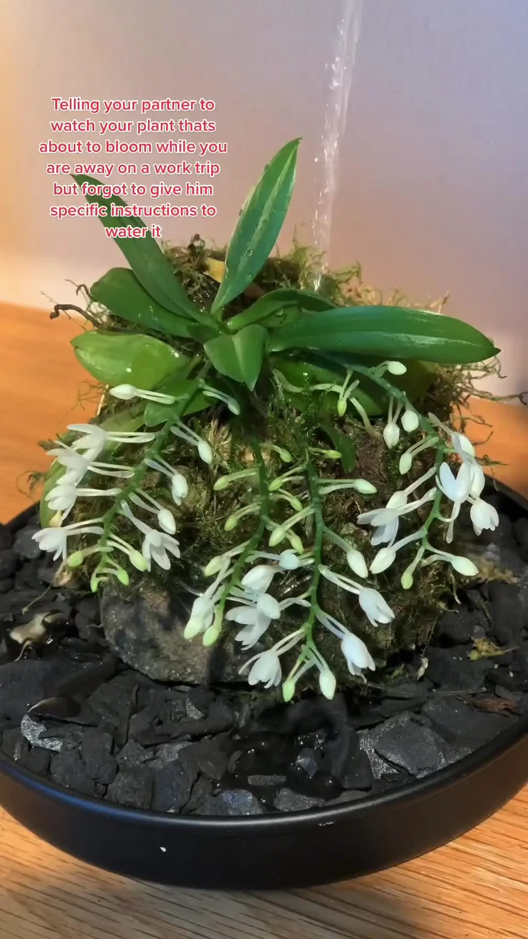 Tiktok post preview 3 from @welcometothejunglehome