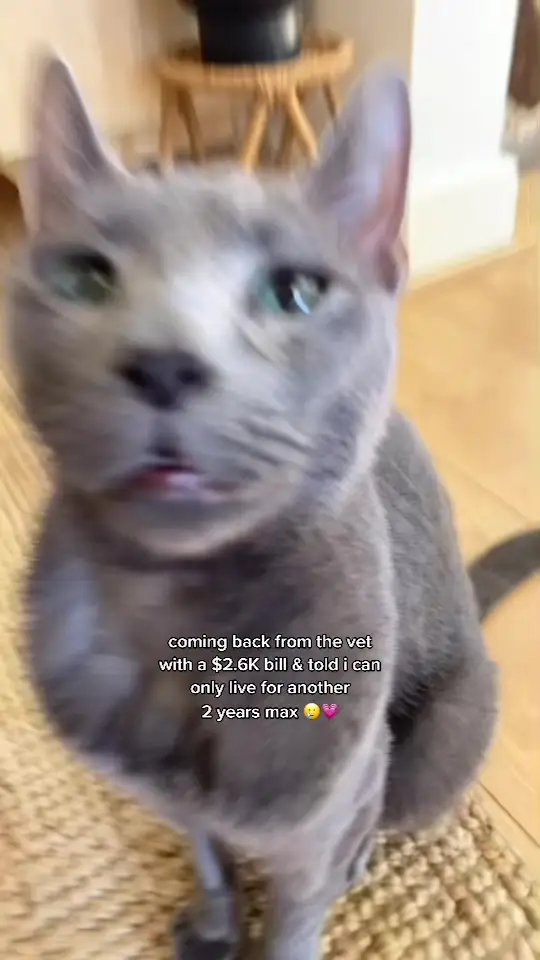 Tiktok post preview 3 from @mydarlingkitties