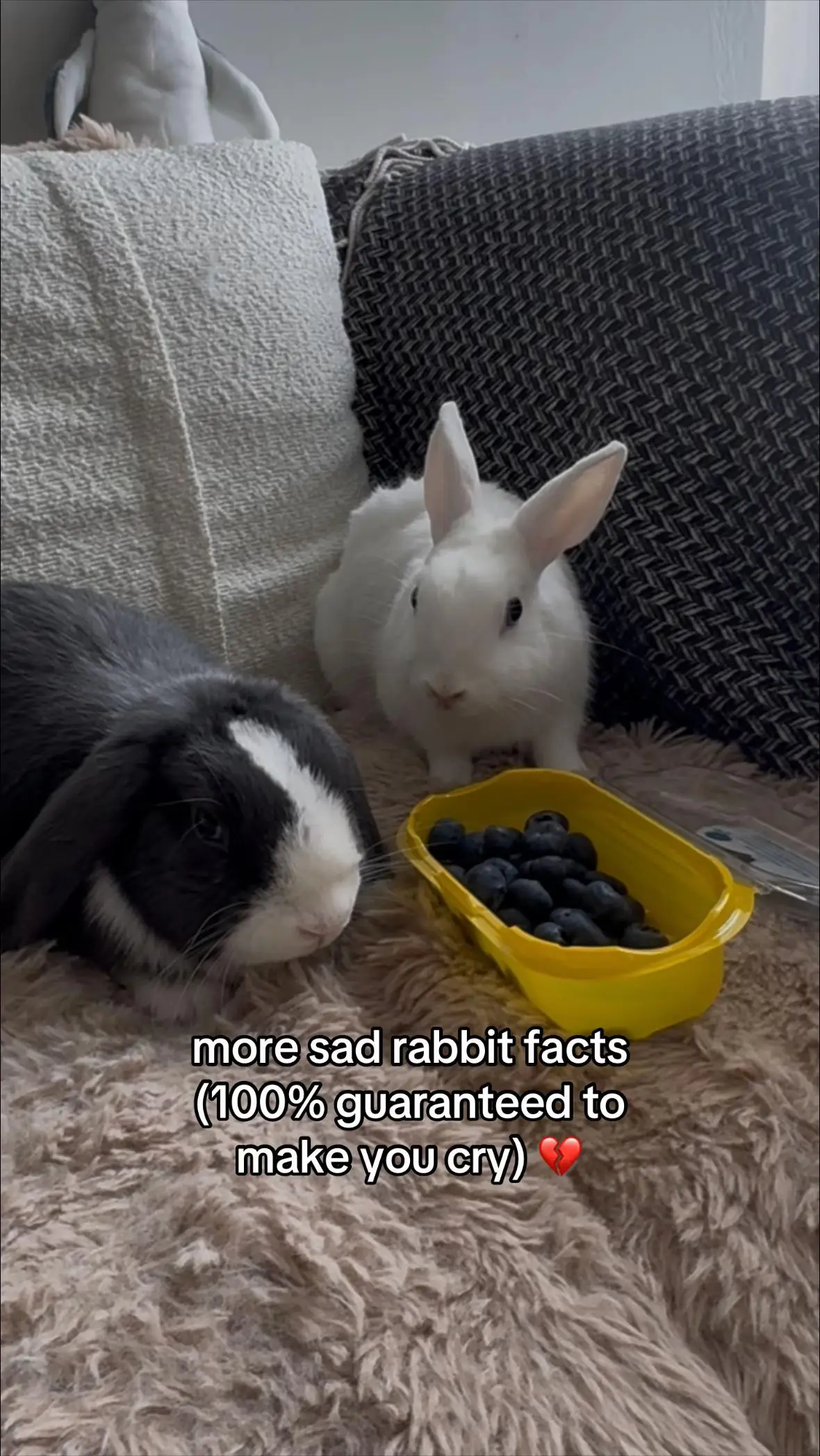 Tiktok post preview 2 from @gabbyandherrabbys