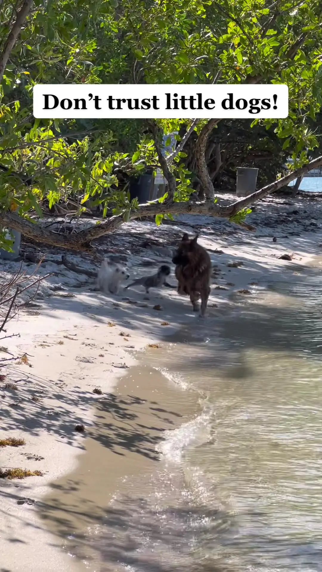 Tiktok post preview 2 from @apollo_germanshepherd