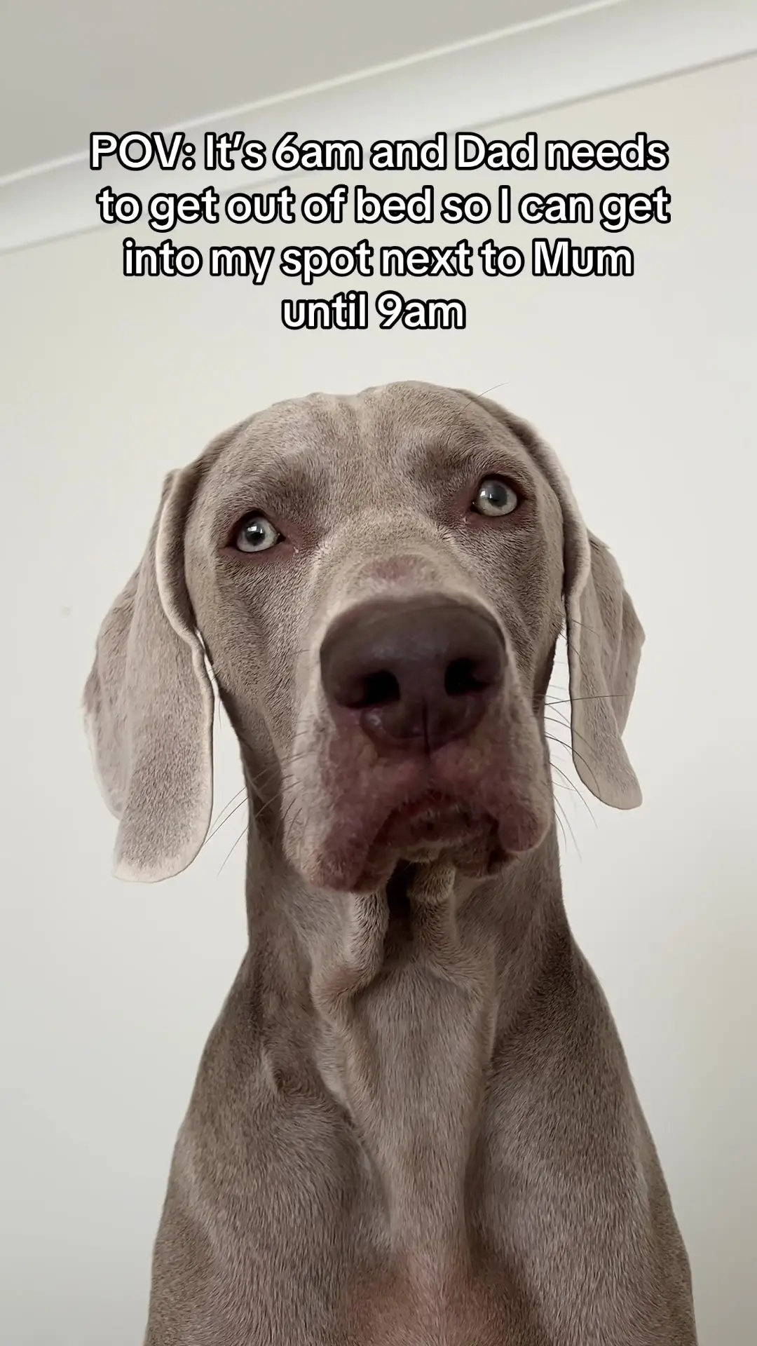 Tiktok post preview 3 from @bernietheweimaraner
