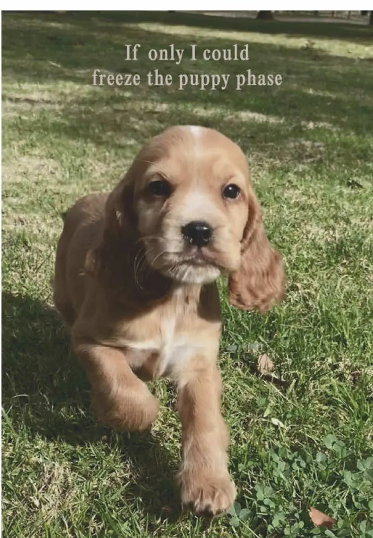 Tiktok post preview 1 from @sunnythecocker_
