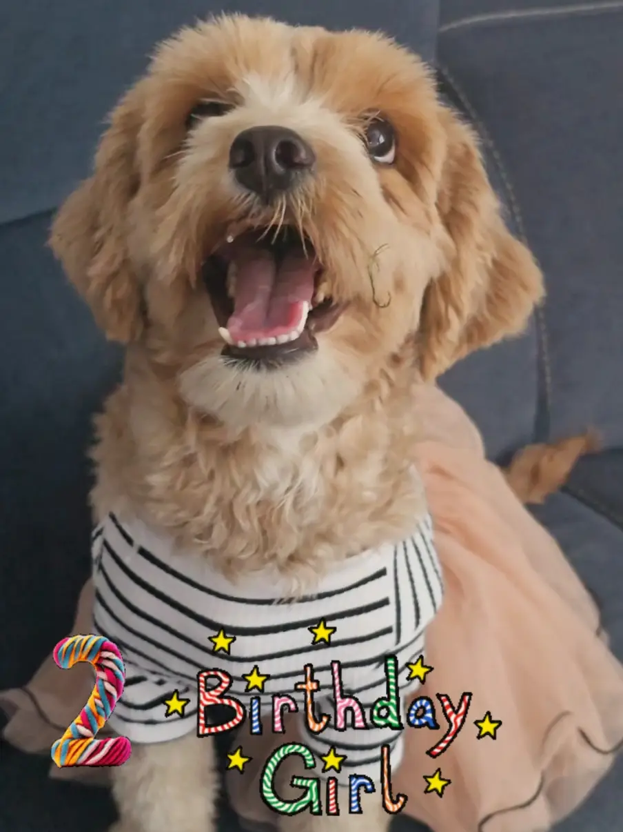 Tiktok post preview 2 from @thepawfectpick