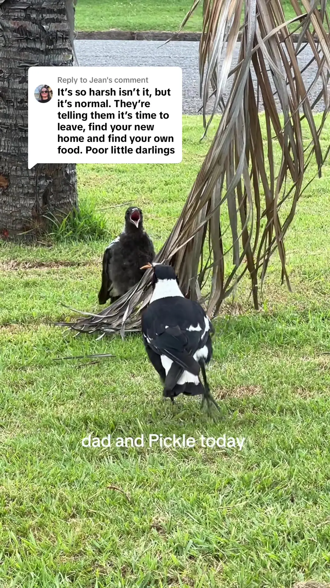 Tiktok post preview 3 from @briannahcherie