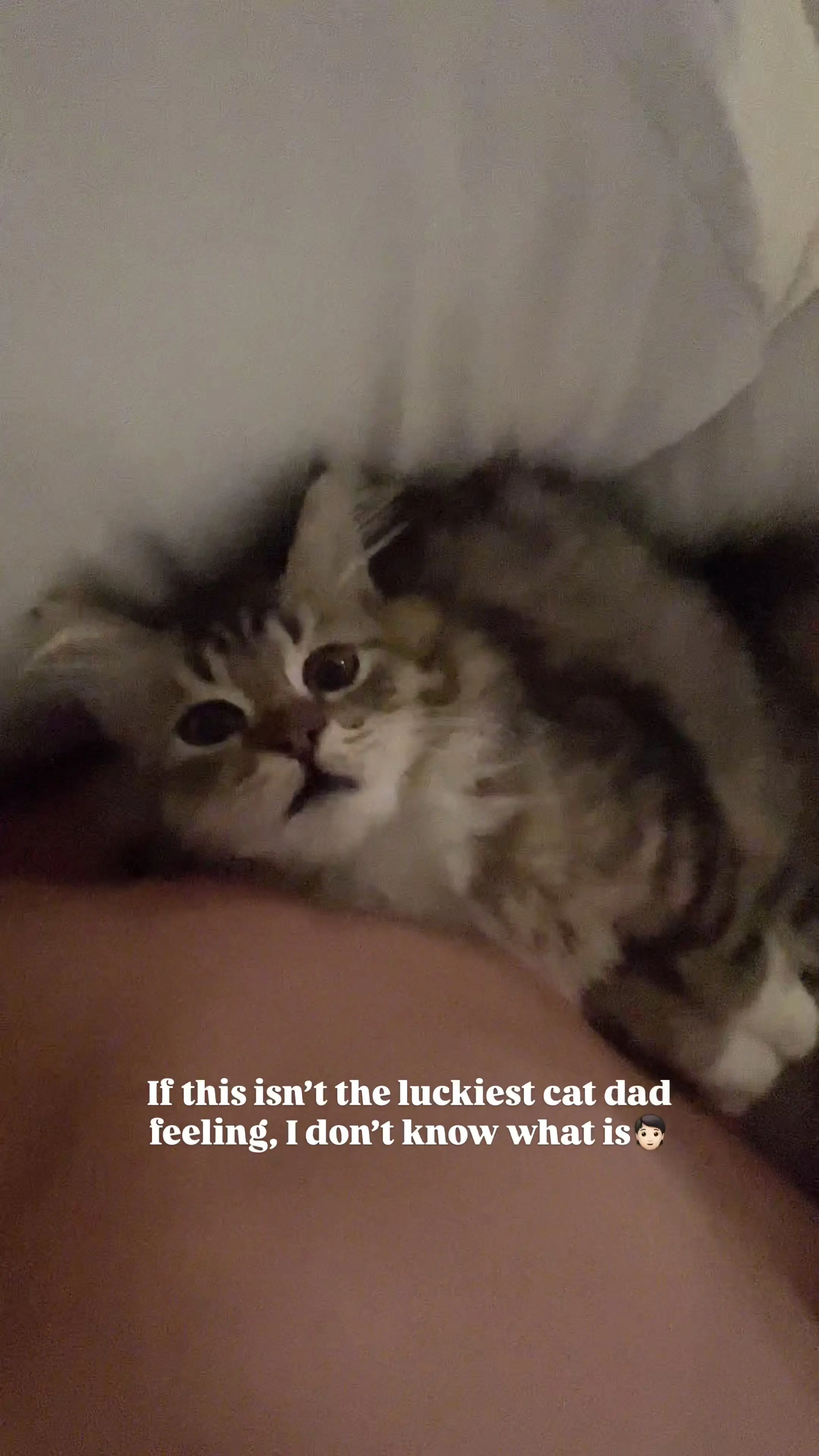 Tiktok post preview 2 from @misterrpuss
