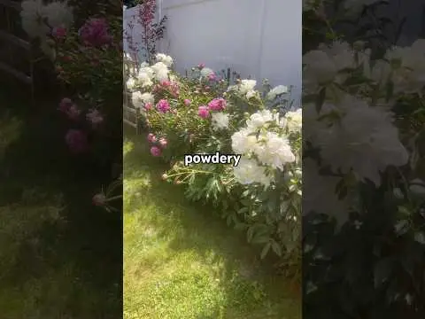 Youtube post preview 3 from UCkGYy-W58dkytHy5Hv-Afmw