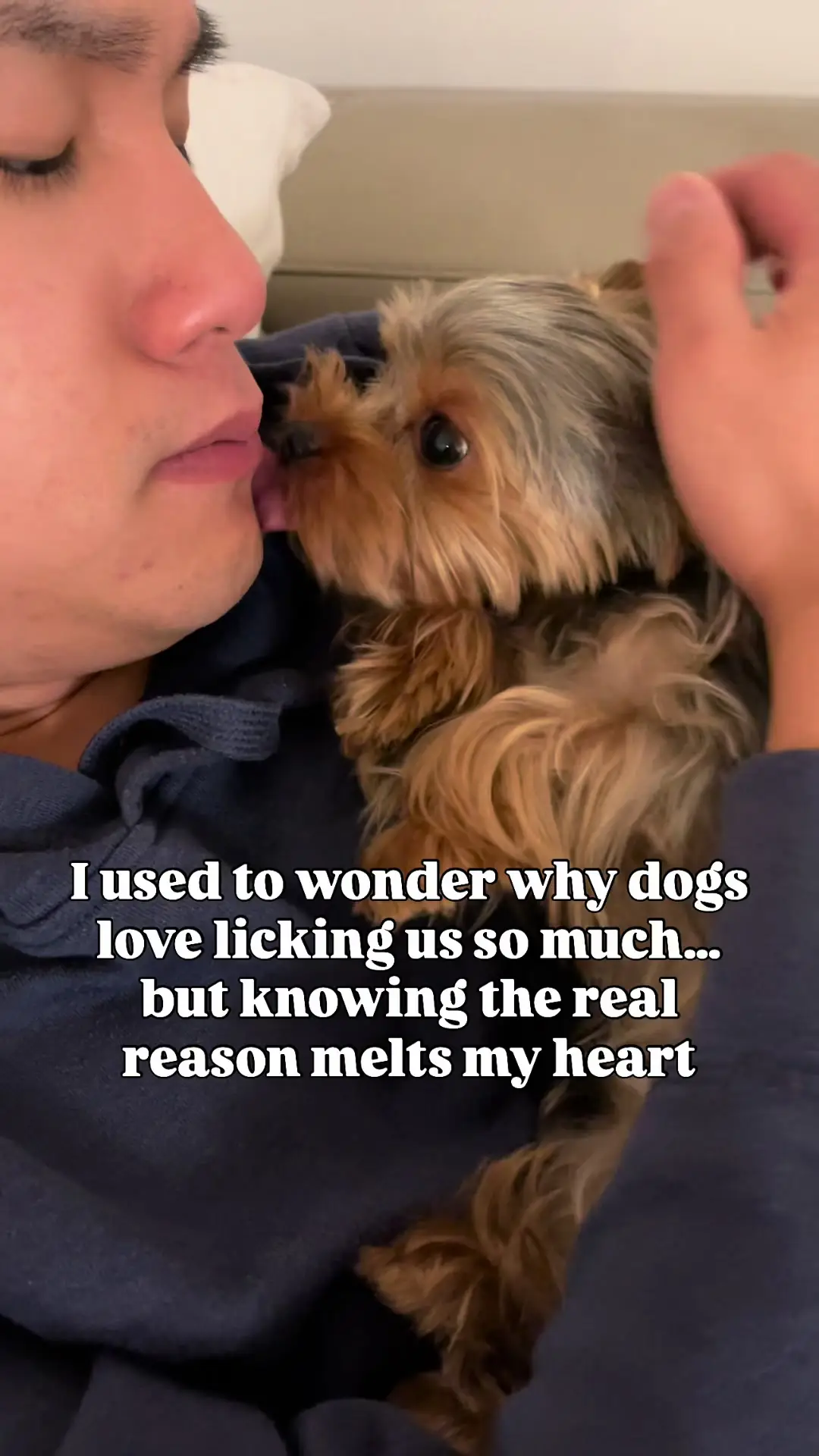 Tiktok post preview 2 from @yuzutheyorkie