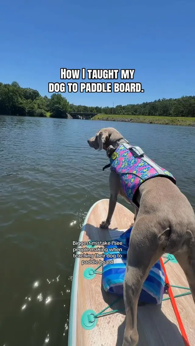 Instagram post preview 2 from weim_crime.sisters