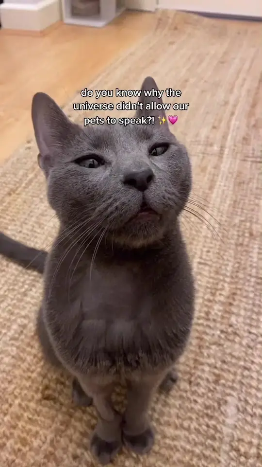 Tiktok post preview 2 from @mydarlingkitties