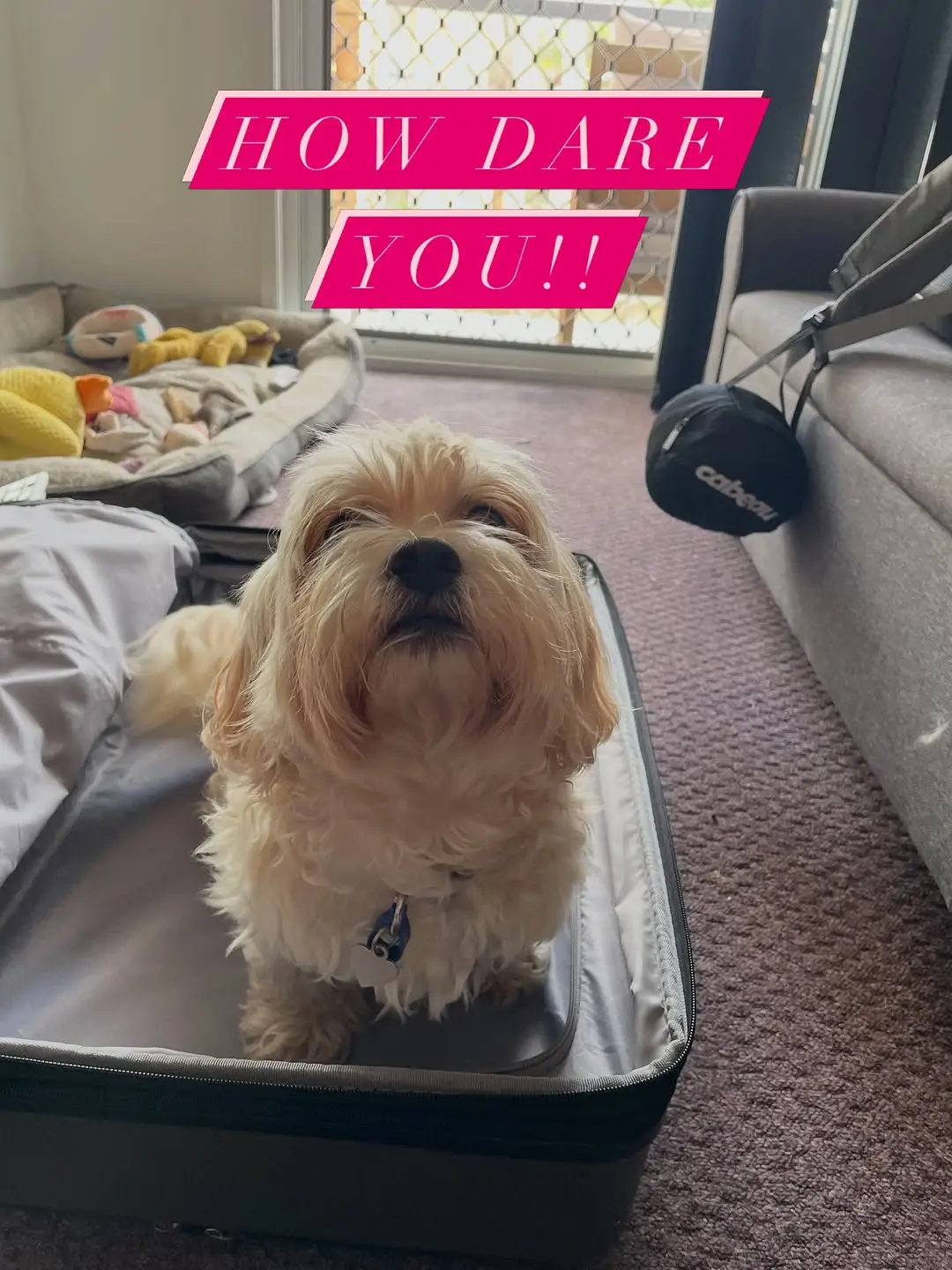 Instagram post preview 2 from adventuresofmargotandroxy