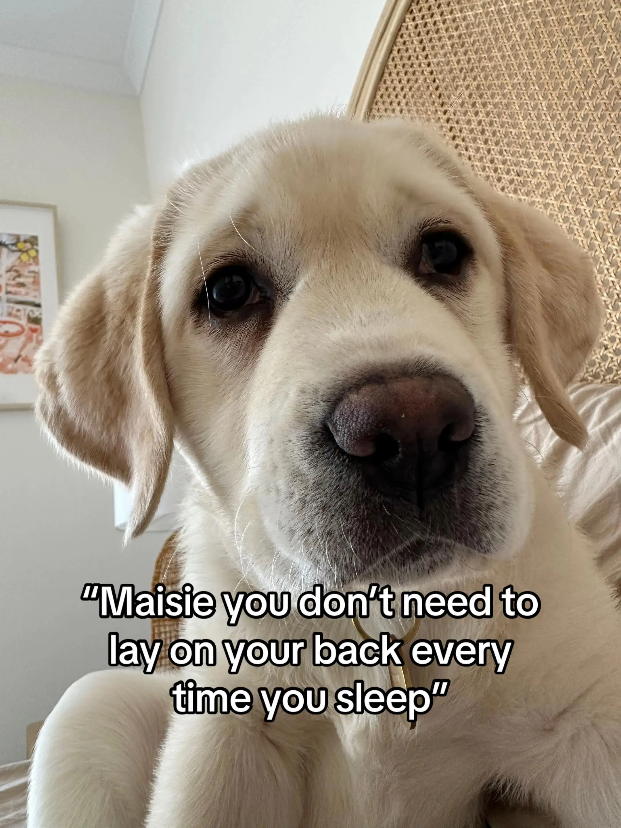 Tiktok post preview 3 from @maisiethebeachlabrador