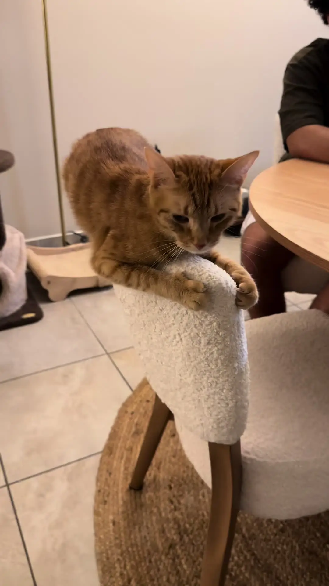 Tiktok post preview 2 from @cat.parent.diaries