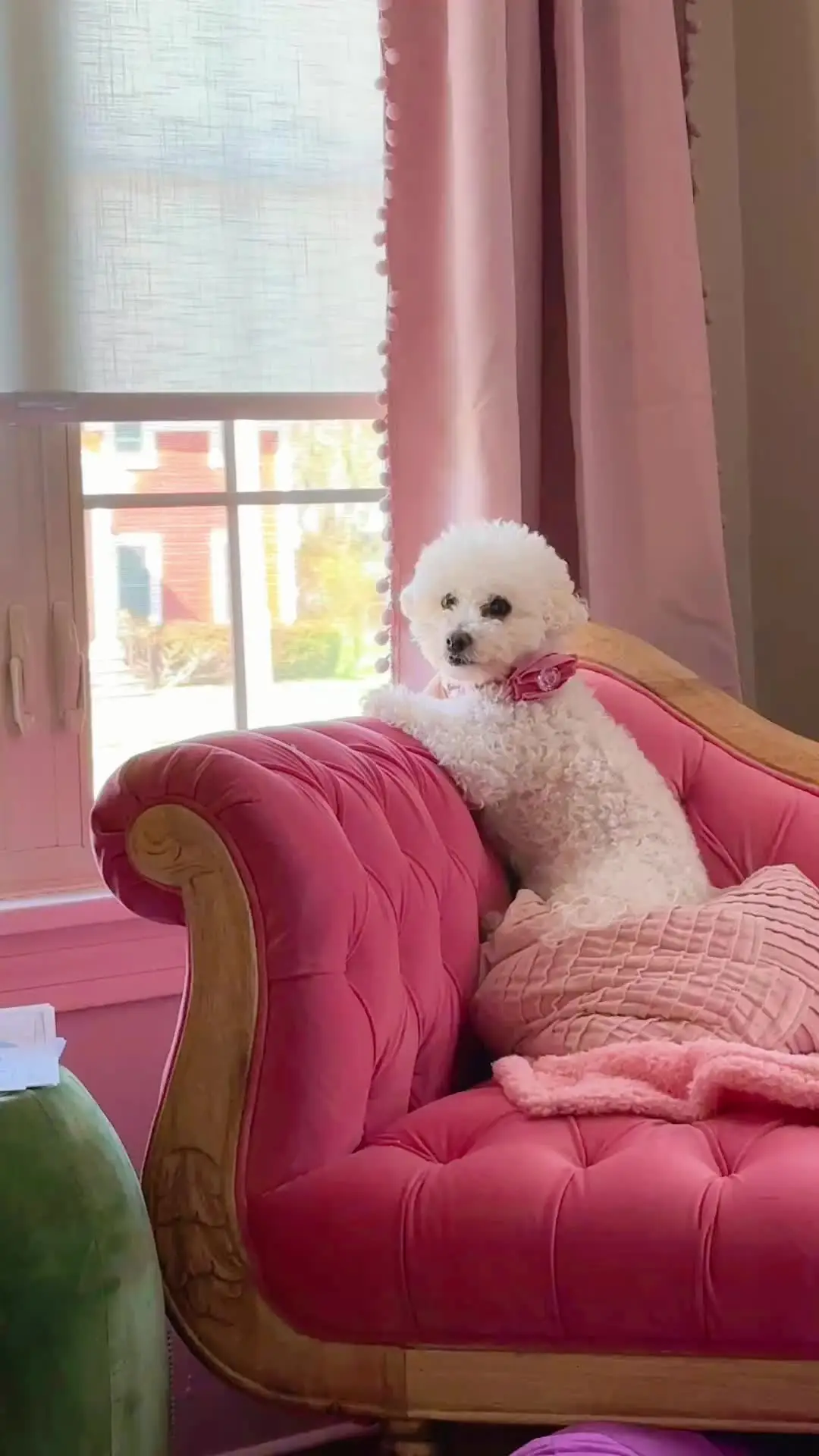 Tiktok post preview 2 from @shetravelswithdogs