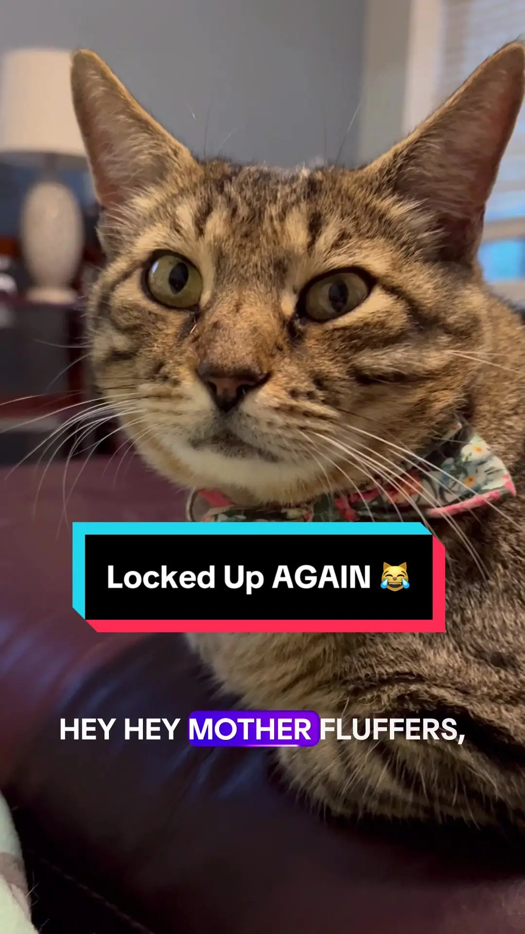 Tiktok post preview 3 from @wendymcgeecatmom