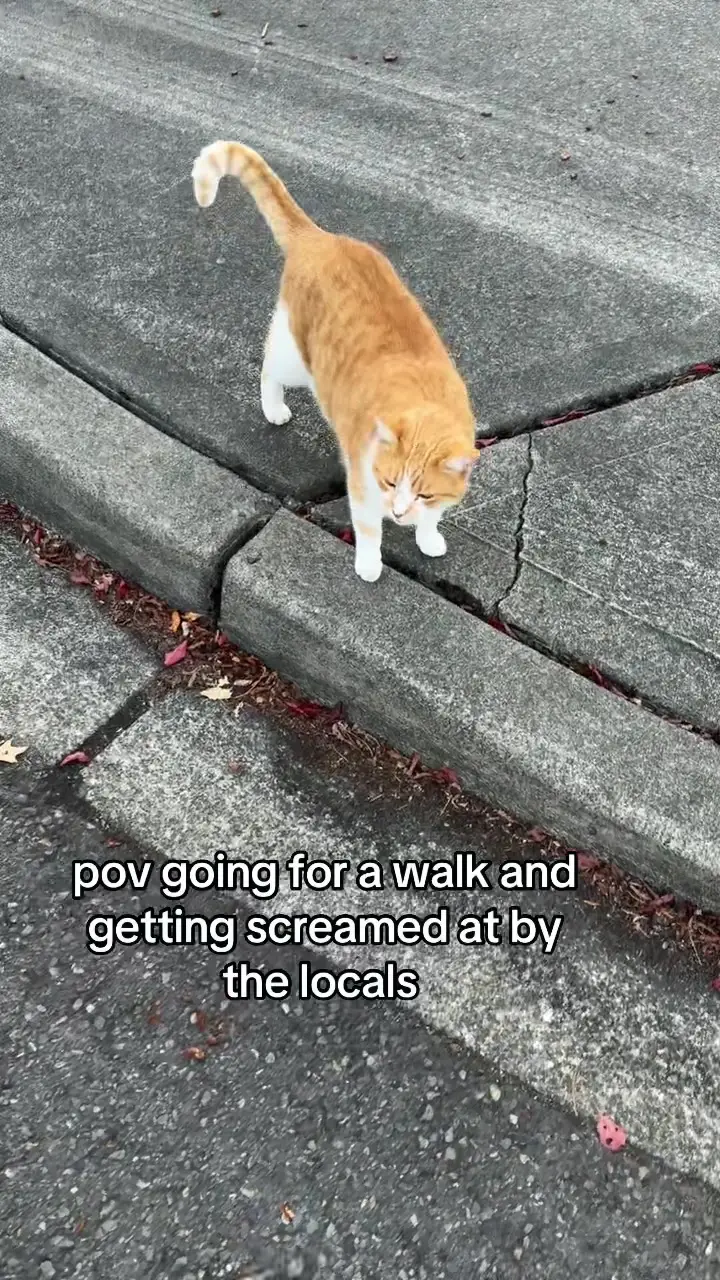 Tiktok post preview 1 from @notanaturalredhead