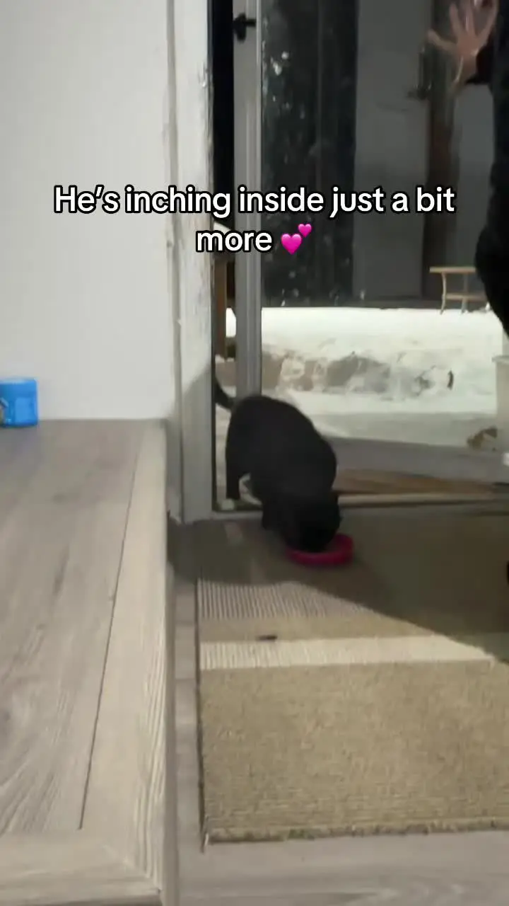 Tiktok post preview 3 from @fur_the_love_of_cats