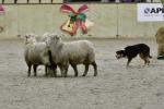Lamb-BK2600.jpg