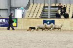 Lamb-BK2771.jpg