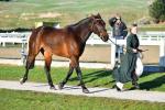 Wardle-81-BJ8909.jpg