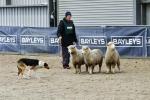 Lamb-BK2761.jpg