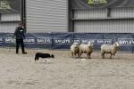 Arends-BK3660.jpg