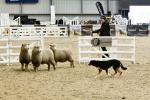 Lamb-BK2998.jpg