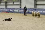 Lamb-BK2593.jpg