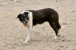 Dickie-BK3105.jpg