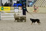 Lamb-BK2601.jpg