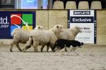 Arends-BK3665.jpg