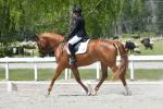Arnott-BL4755.jpg