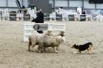 Lamb-BK2766.jpg
