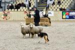 Lamb-BK2776.jpg