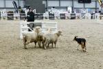 Lamb-BK2765.jpg