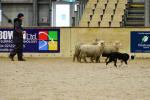 Lamb-BK2111.jpg