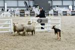 Lamb-BK2767.jpg