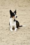 Crowe-BK3126.jpg
