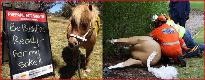 Horses SA Event Graphic