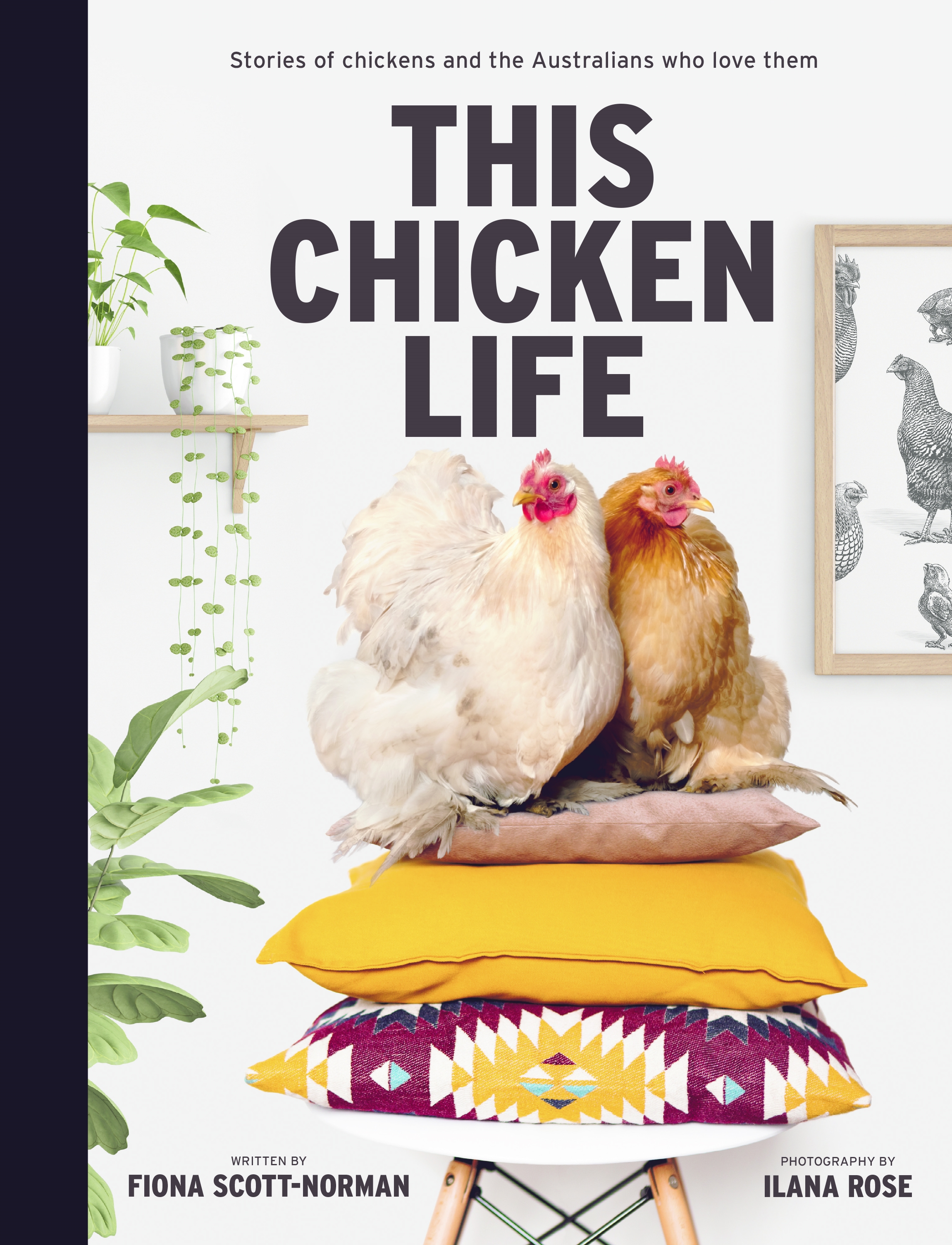 This Chicken Life Stories of Chickens and the Australians Who Love Them by Fiona Scott-Norman
