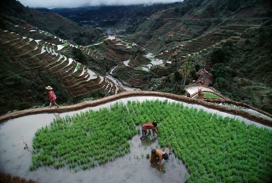 Steve McCurry