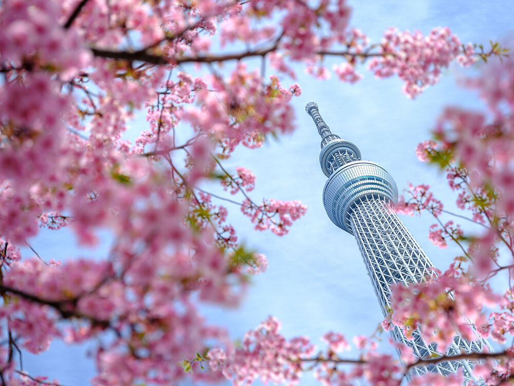 Tokyo's Skytree Tower framed by spring blossom (by Dan Avila)