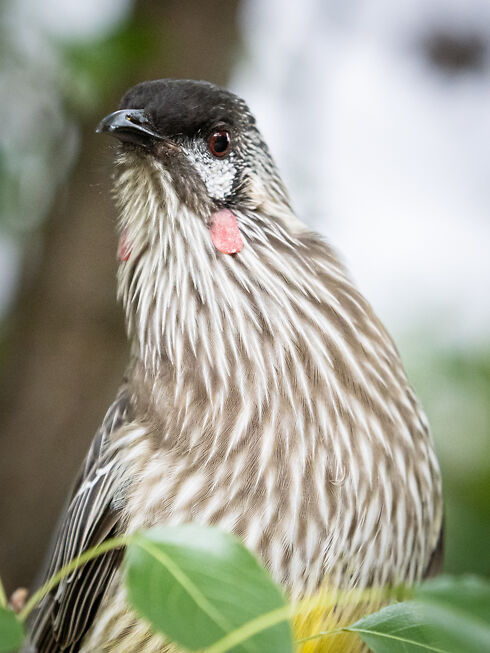 It's goodbye from Wally the Wattlebird, an unusually curious and approachable Red Wattlebird who frequents the trees in our garden...