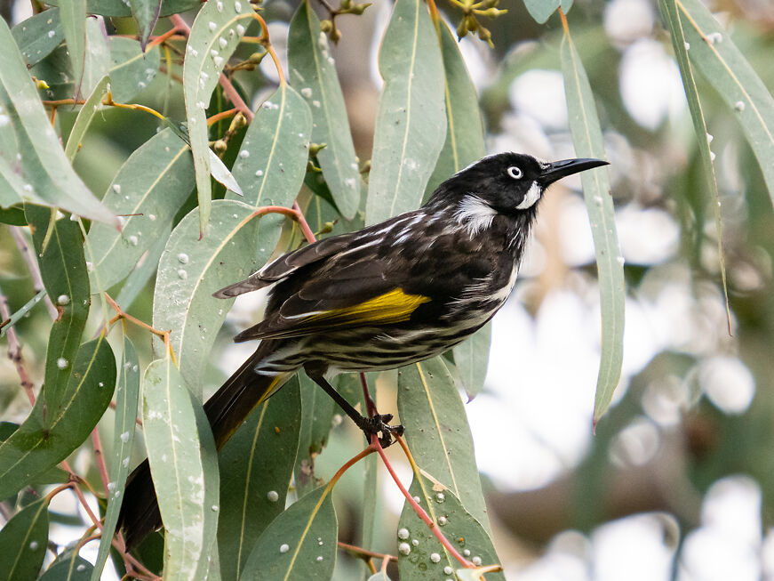 New Holland Honeyeater