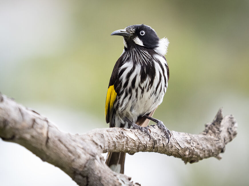 New Holland Honeyeater