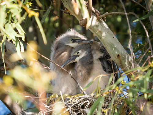 April 2022 - two more juvenile White-faced Herons are in the nest right now!