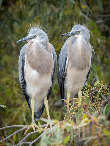 2020 - a pair of 'teenager' White-faced Herons...'The Trouble Twins' my kids called them!