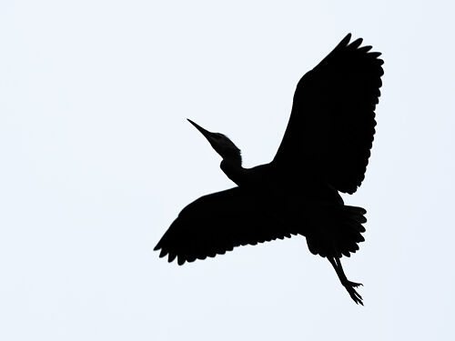 ...Fledging - the first shaky flight...